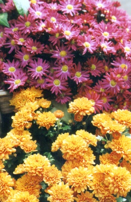 Chrysanthemen.tif