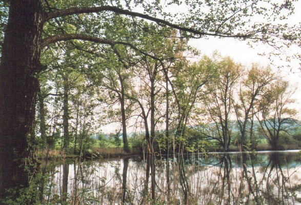 Teich im Frhling.tif