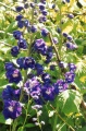 Blaue Blume.tif