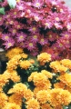 Chrysanthemen.tif