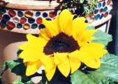 Sonnenblume.tif
