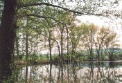 Teich im Frühling.tif