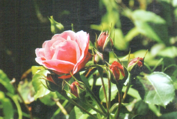 rote Rose.tif