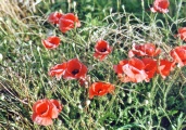 Mohn.tif