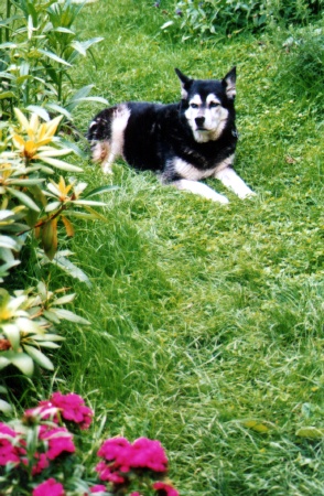 Gartenwauzi.tif