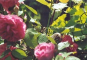 gruenreiter in rosen.tif