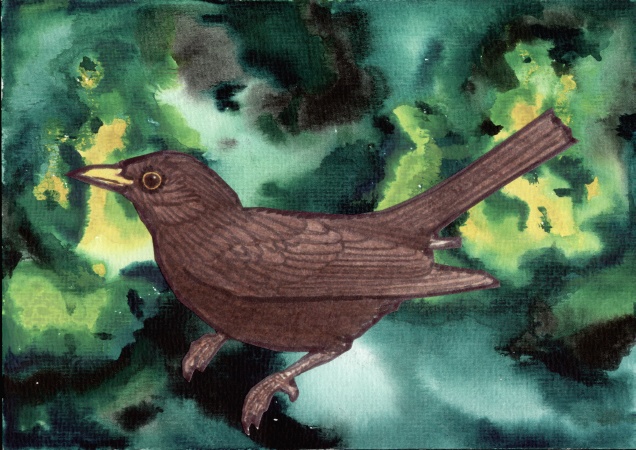 amsel-blackbird.tif