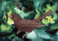 amsel-blackbird.tif