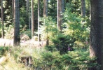 Wald in Kleinenberg.tif