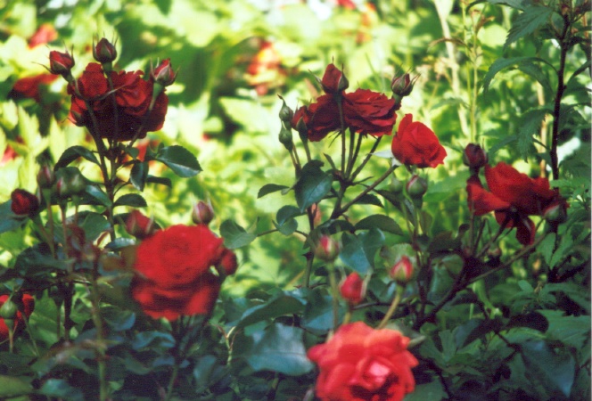 rote rosen.tif