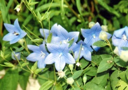 Blaue Blume.tif