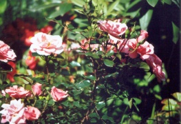 rosa rosen.tif